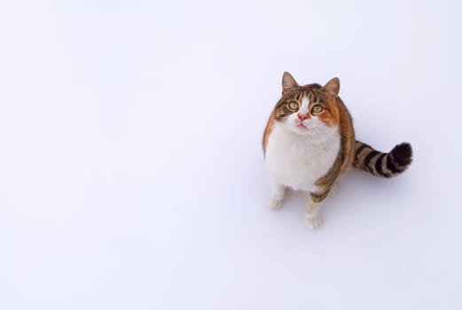 Adorable cat on white background looks curious.