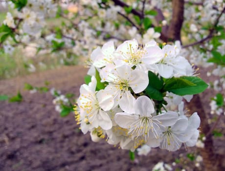 White Cherry tree blooming in the garden.