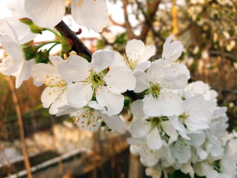 Cherry tree blossom close up. Beautiful white flowers.