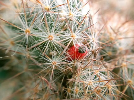 Cactus seed pod. Small cactus fruit close up.