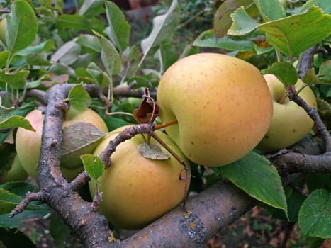 White and natural apples grow in the tree, ecology concept.