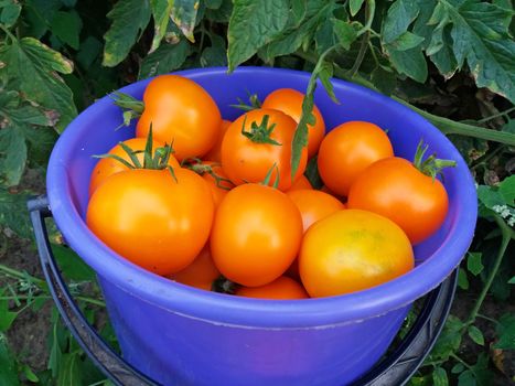 A bucket full of orange tomatoes in the garden.