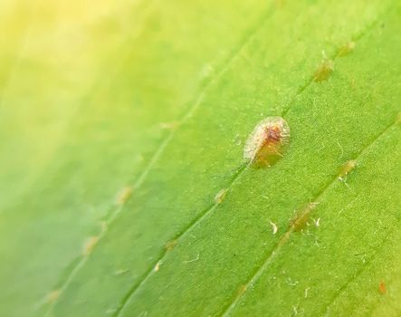 Coccidae pests on plant leaves macro close up.