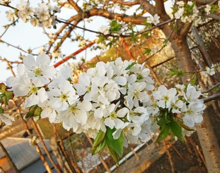 Cherry tree blossom in white very beautiful.