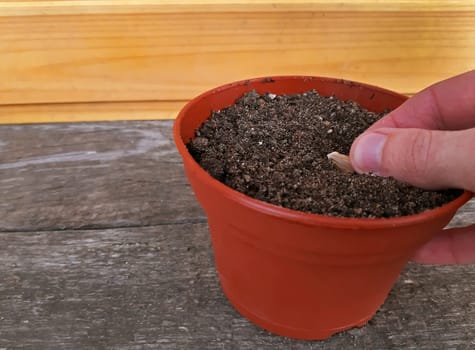 Hand planting a seed in a flower pot.