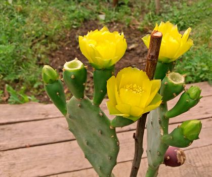 Cactus with fruits blooming in yellow very beautiful.