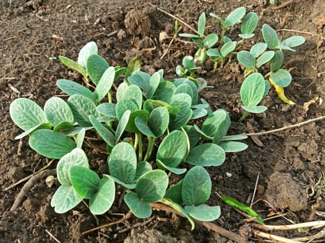 Pumpkins just germinated and grew first leaves.