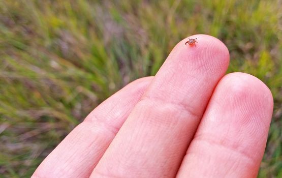A small mite in the human hand.