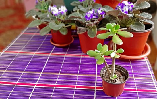 Young jade tree annd in the background, African violets.