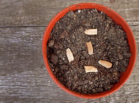 Some seeds planted above the potting soil.