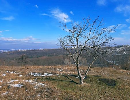 A tree without leaves in the early spring, blue sky.