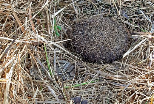 A hedgehog hibernates in dry grass.