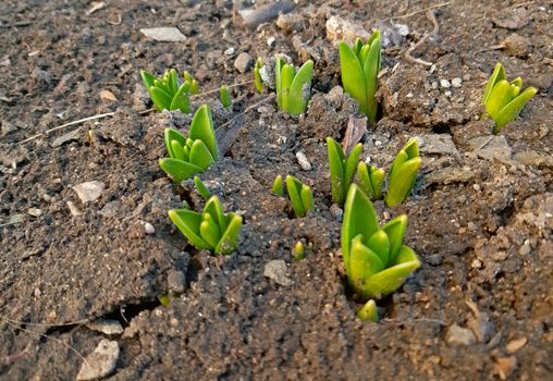 Plants that grow out in early spring.