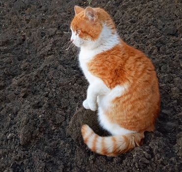 An adorable and funny cat looks curious.