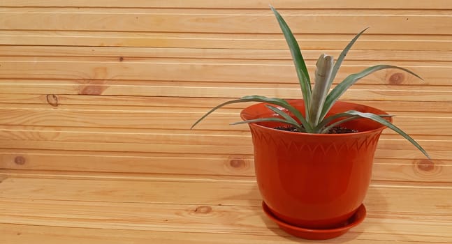 Potted Pineapple plant on wooden background. Copy space.