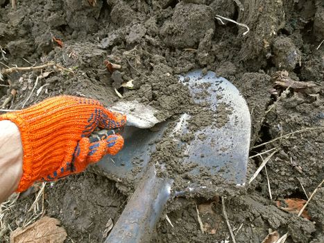 Hand cleaning spade of mud close up.