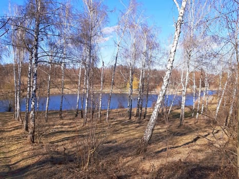 Birch forest in the early spring and behind a lake.
