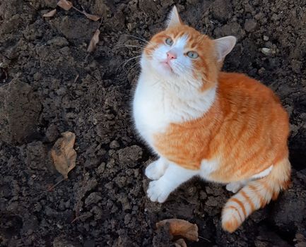 A beautiful orange cat looks curiously up.