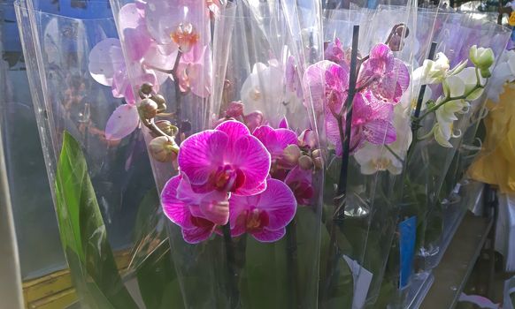 Some pink orchids and other colors on sale.