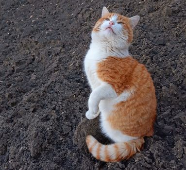 An adorable cat meows and wait for food.