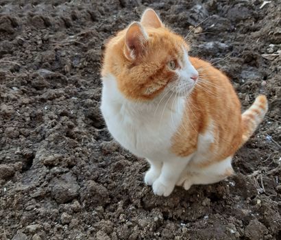 A beautiful orange-white cat looks curiously.