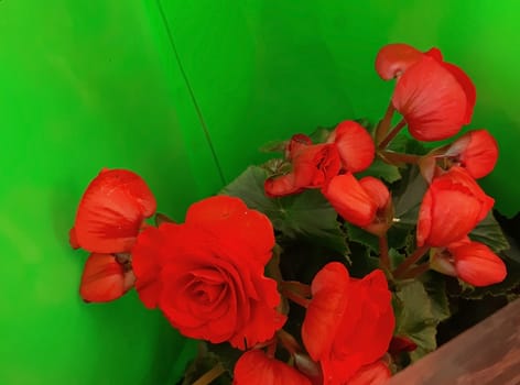 Beautiful red flowers on sale, in a green foil.