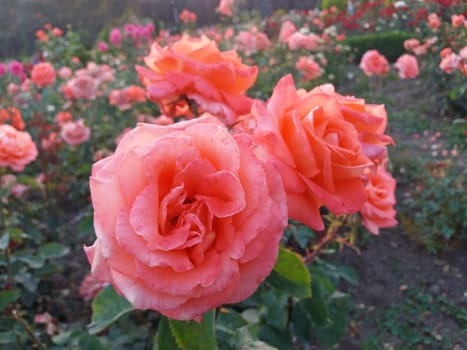 Pink roses very beautiful blooming in the park.