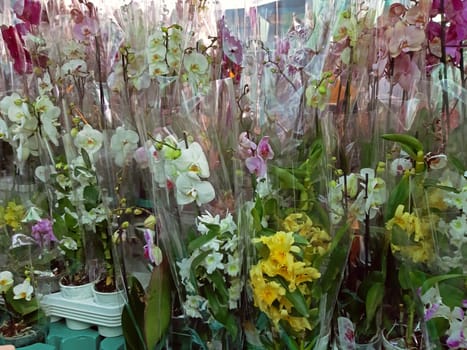 A lot of phalaenopsis orchids on sale, a wide range of colors