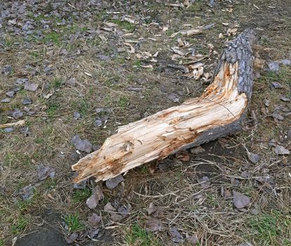 Decomposed wood fell to the ground in the park.
