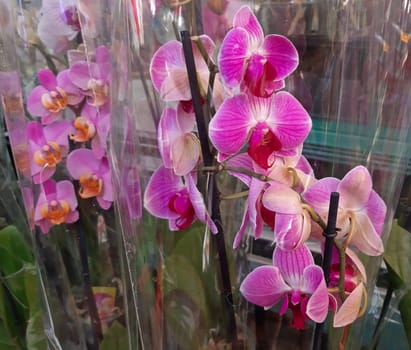 Beautiful pink orchids on sale, flower shop.