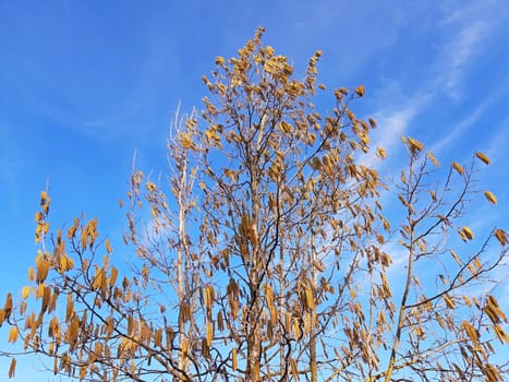 Hazelnut tree blooming in spring. Blue sky background.