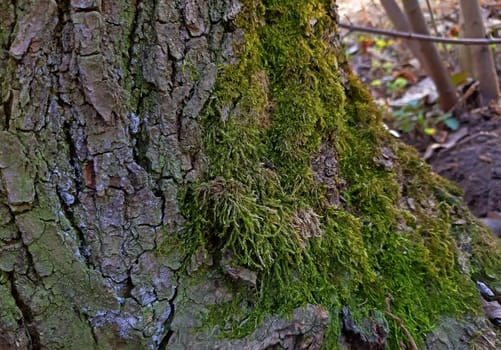 Moss growing on tree bark in the forest.