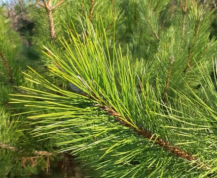 A young and green pine tree close up.