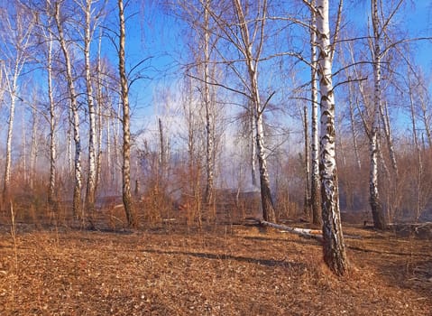 A lot of smoke in the forest fire after the horizon.