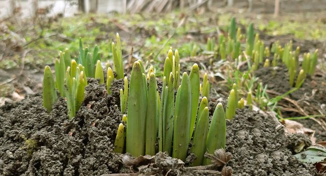 Spring flowers like daffodils began to grow.