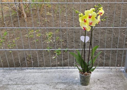 Yellow Phalaenopsis orchid in bloom beautiful