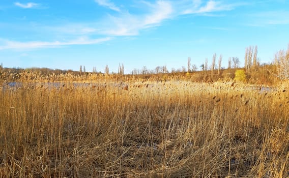 Phragmites on the shore of the lake.