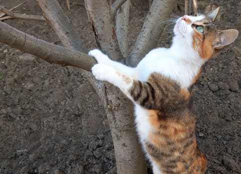 A beautiful cat climbs on a tree and looks curiously.