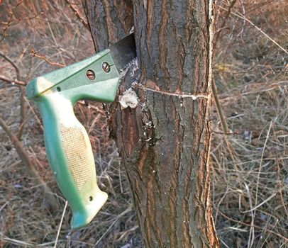 Cutting young tree with the saw. Cutting unnecessary branches.