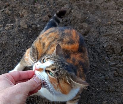 A cat eating a piece of salami from the owner's hand.