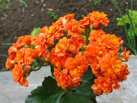 Kalanchoe Blossfeldiana with many orange flowers beautiful.