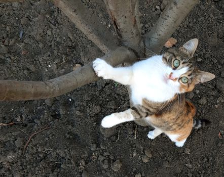 A cat climbs on a tree and looks up.