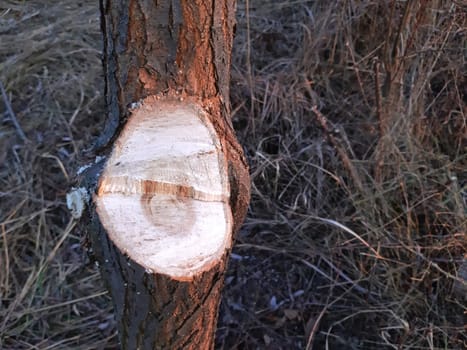 A freshly cut tree, of unnecessary branches.