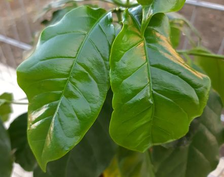 Fresh coffee tree leaves close up macro.