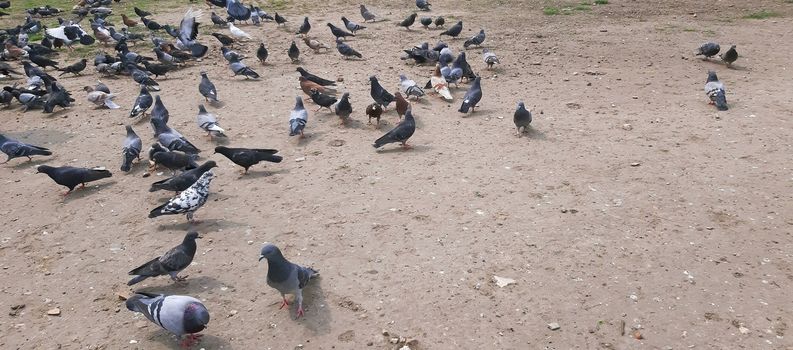 A lot of pigeons in the city.