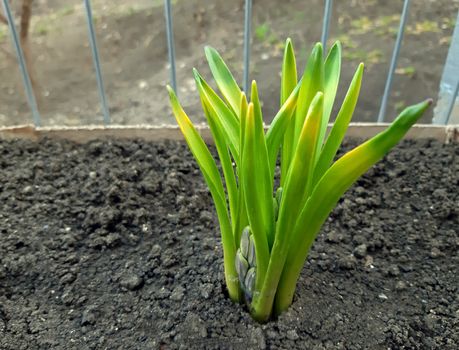 Hyacinth with flower buds in the spring.