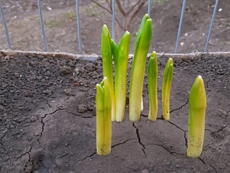 Hyacinths began to grow in the early spring.