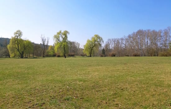 Willows with fresh leaves in the park.