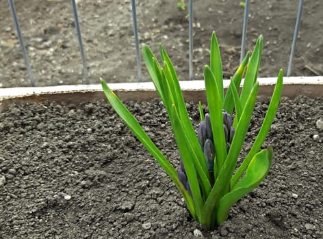 Hyacinth beautifully grown in spring with flower buds.