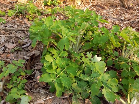 Chelidonium majus medicinal plant fresh growth in spring.